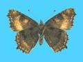 Aglias urticae ab. subtus-ornata (Holotype) 9-13-1909 Munden, Herts Co., UK (Internet Image property of respective owner, non-commercial use only)